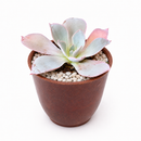 Buy an 8-pack of 4" live plants online. Choose eight plants of your choice to create a lush and diverse collection in 4" pots. Perfect for filling larger spaces, decorating your home or office, and growing your plant collection.