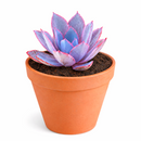 buy 4 inch Echeveria 'Afterglow' live plant online, hardy drought resistant succulent, unique succulent for plant collectors, decorative succulent centerpiece plant, succulent gift for plant lovers, indoor outdoor ornamental succulent, exotic echeveria collection plant