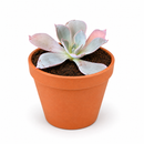 Buy an 8-pack of 4" live plants online. Choose eight plants of your choice to create a lush and diverse collection in 4" pots. Perfect for filling larger spaces, decorating your home or office, and growing your plant collection.