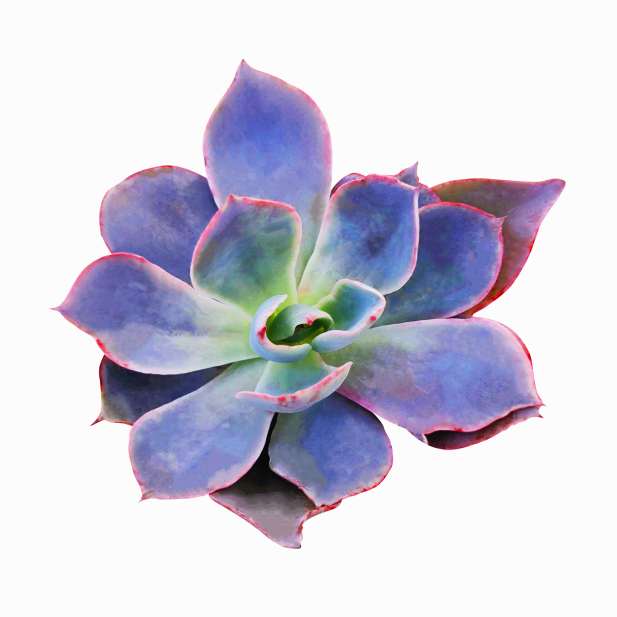 buy 4 inch Echeveria 'Afterglow' live plant online, thick leaf ornamental succulent, succulent for container gardens, vibrant pastel succulent arrangement, sun loving echeveria plant