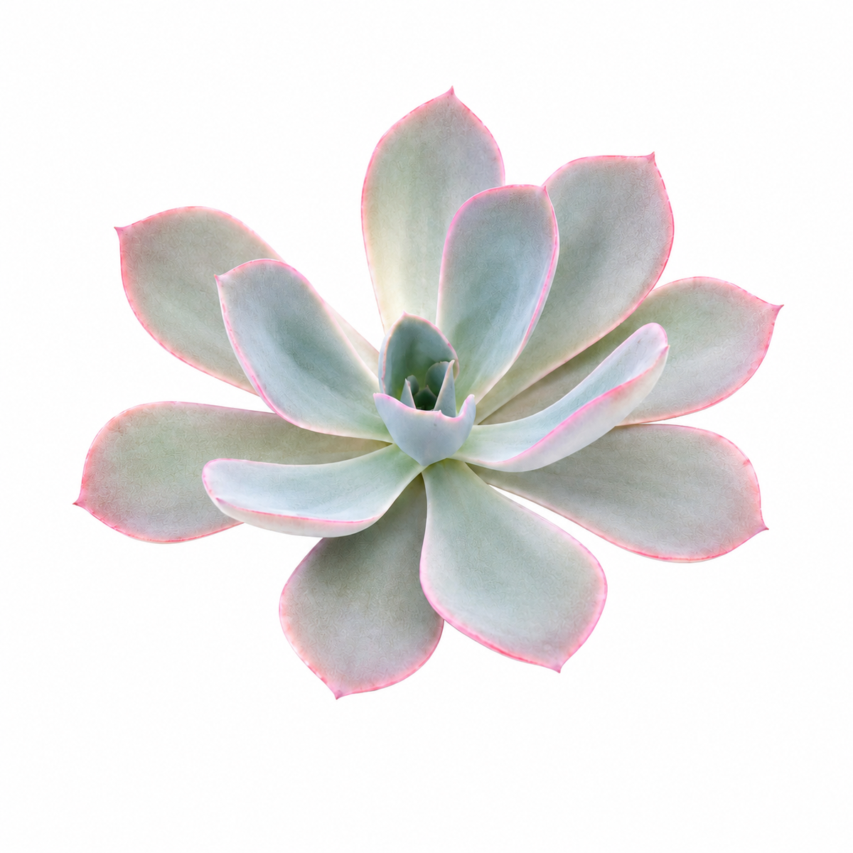 Echeveria Afterglow succulent for sale. This colorful rosette plant adds soft pastel tones to indoor succulent displays, containers, and gardens. It is drought tolerant and thrives in bright light with well-draining soil.