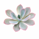 Buy an 8-pack of 4" live plants online. Choose eight plants of your choice to create a lush and diverse collection in 4" pots. Perfect for filling larger spaces, decorating your home or office, and growing your plant collection.