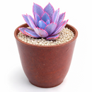 buy 4 inch Echeveria 'Afterglow' live plant online, hardy drought resistant succulent, unique succulent for plant collectors, decorative succulent centerpiece plant, succulent gift for plant lovers, indoor outdoor ornamental succulent, exotic echeveria collection plant