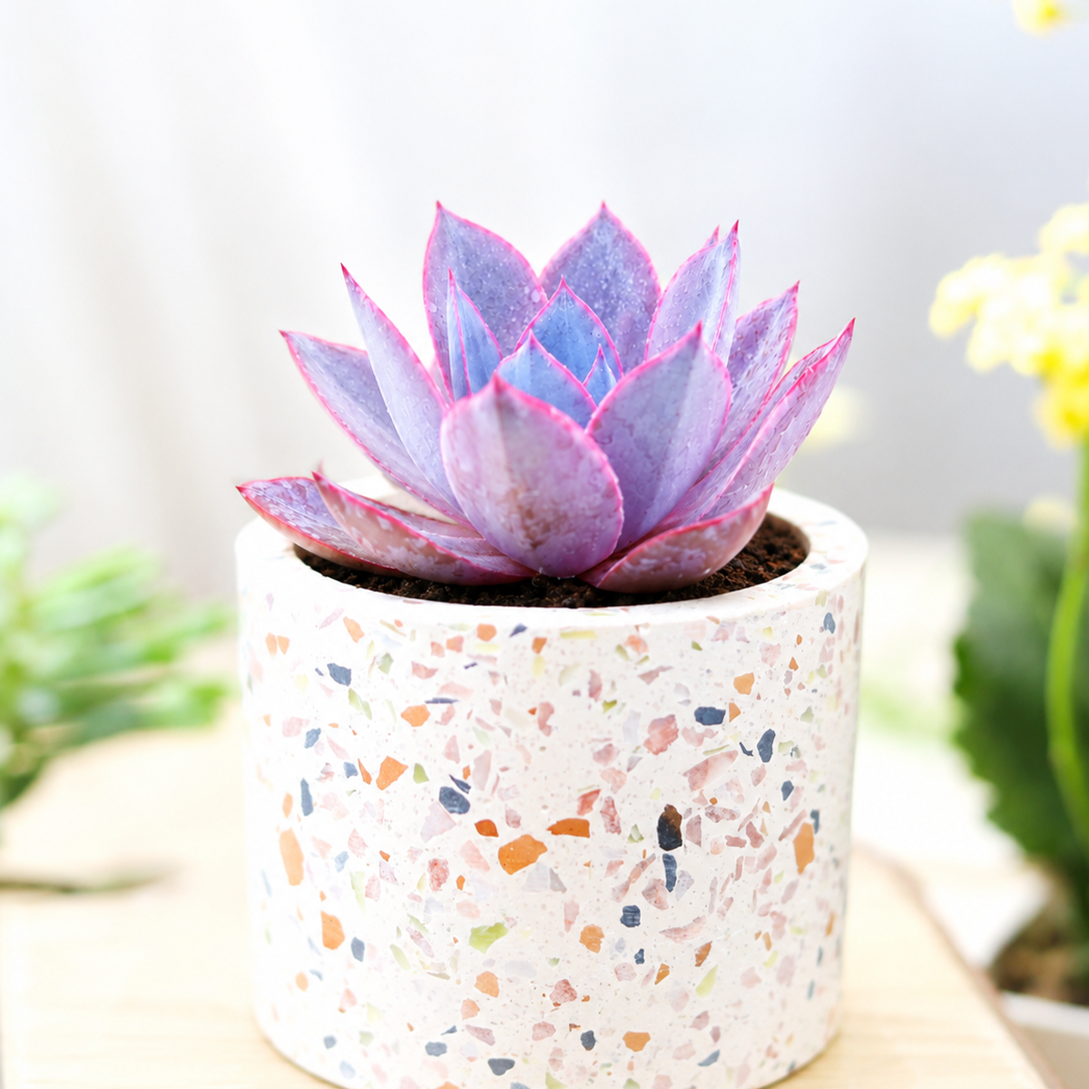 Echeveria Afterglow: Exquisite Succulent for Sale Online - Buy Now!