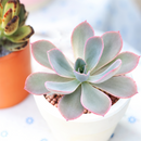 Buy an 8-pack of 4" live plants online. Choose eight plants of your choice to create a lush and diverse collection in 4" pots. Perfect for filling larger spaces, decorating your home or office, and growing your plant collection.