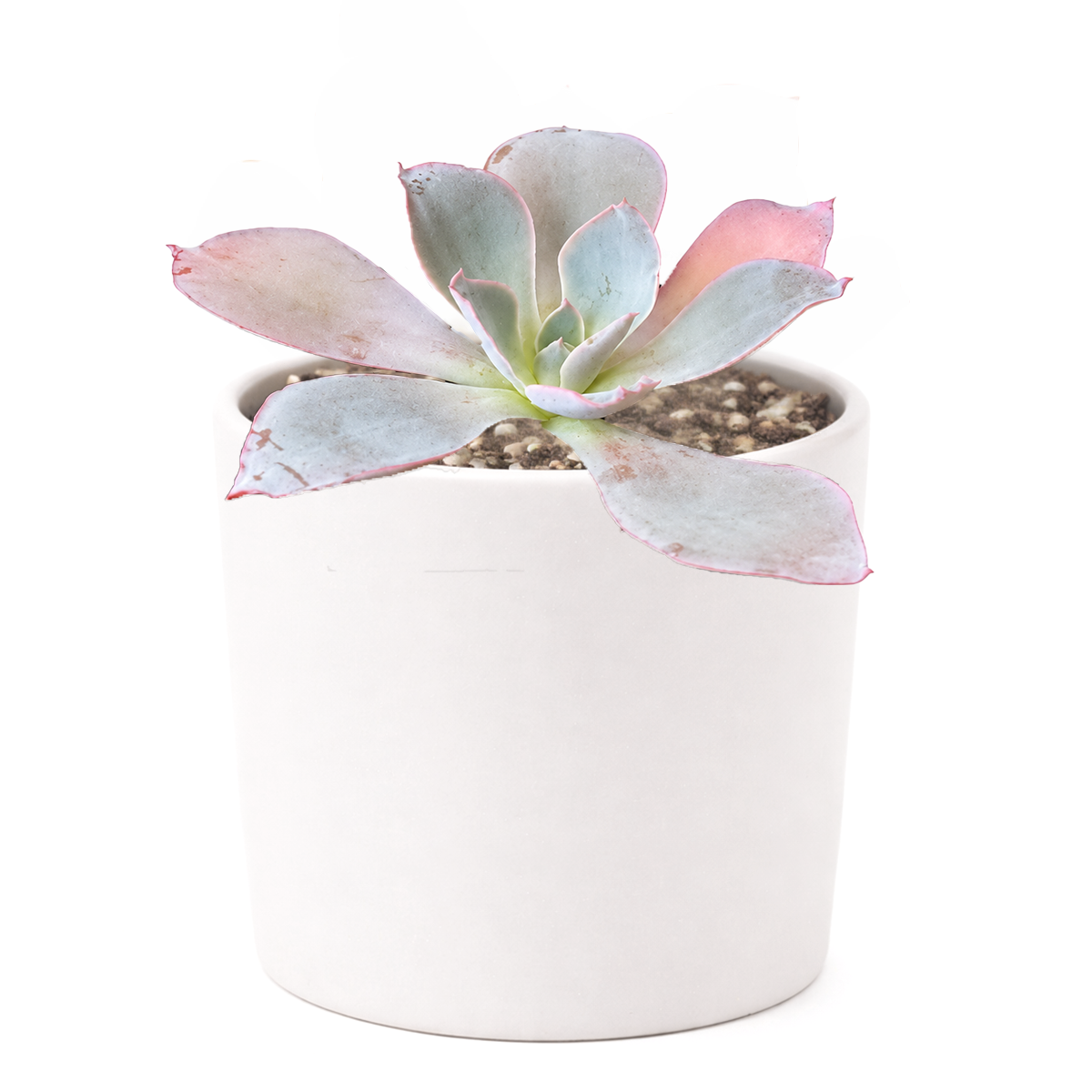 Echeveria Afterglow live succulent plant for sale. A striking rosette of pastel blue, purple, and pink leaves makes this succulent stand out in any collection. It is low maintenance and prefers bright light and excellent drainage.