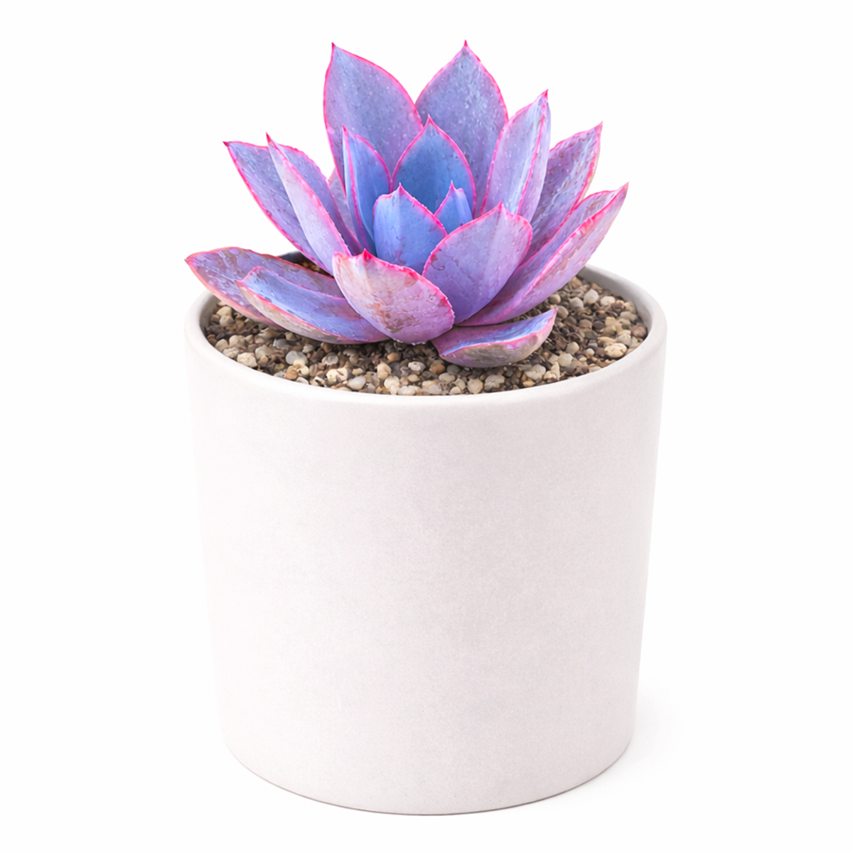 purple succulent name Echeveria Afterglow: Exquisite Succulent for Sale Online - Buy Now!