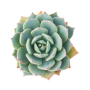 buy Echeveria Azulita 2 inch succulent live plant online, succulent gift for plant lovers, indoor outdoor ornamental succulent, exotic echeveria collection plant, stylish desk decor succulent