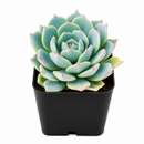 buy Echeveria Azulita 2 inch succulent live plant online, succulent gift for plant lovers, indoor outdoor ornamental succulent, exotic echeveria collection plant, stylish desk decor succulent
