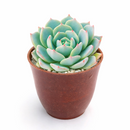 buy Echeveria Azulita 2 inch succulent live plant online, succulent gift for plant lovers, indoor outdoor ornamental succulent, exotic echeveria collection plant, stylish desk decor succulent