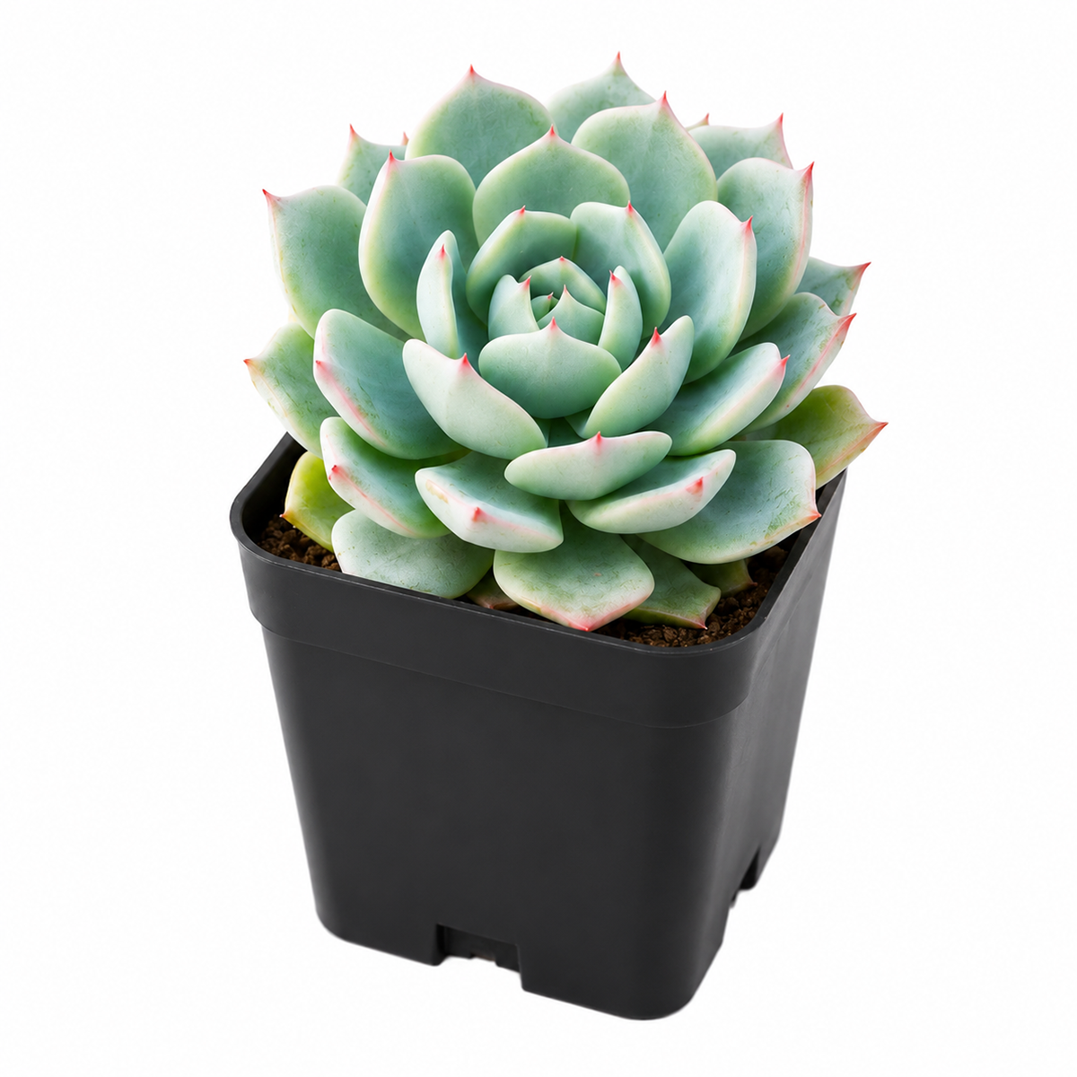 buy Echeveria Azulita 2 inch succulent live plant online, rosette succulent with powdery farina, succulent for fairy gardens, architectural succulent foliage, premium echeveria cultivar