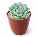buy Echeveria Azulita 2 inch succulent live plant online, succulent gift for plant lovers, indoor outdoor ornamental succulent, exotic echeveria collection plant, stylish desk decor succulent