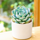 buy Echeveria Azulita 2 inch succulent live plant online, succulent gift for plant lovers, indoor outdoor ornamental succulent, exotic echeveria collection plant, stylish desk decor succulent