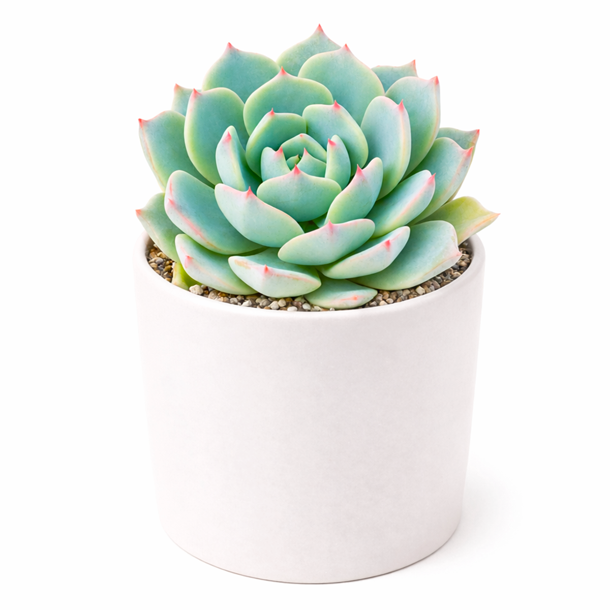 2 inch Echeveria Azulita succulent plant for sale, esthetic succulent for modern home decor, nursery grown succulent plant, thick leaf ornamental succulent, succulent for container gardens