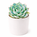 buy Echeveria Azulita 2 inch succulent live plant online, succulent gift for plant lovers, indoor outdoor ornamental succulent, exotic echeveria collection plant, stylish desk decor succulent