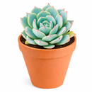 buy Echeveria Azulita 2 inch succulent live plant online, succulent gift for plant lovers, indoor outdoor ornamental succulent, exotic echeveria collection plant, stylish desk decor succulent