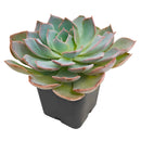 2 inch Echeveria Canadian succulent live plant, Echeveria Canadian rosette succulent plant, rare echeveria succulent variety