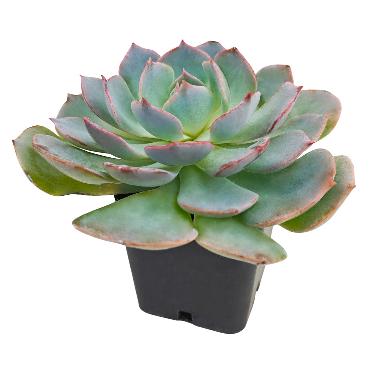 buy 2 inch echeveria canadian succulent online indoor plant,  decorative echeveria canadian for shelf decor, echeveria canadian pastel tone collectors plant