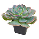 2 inch Echeveria Canadian succulent live plant, Echeveria Canadian rosette succulent plant, rare echeveria succulent variety