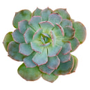 2 inch Echeveria Canadian succulent live plant, Echeveria Canadian rosette succulent plant, rare echeveria succulent variety