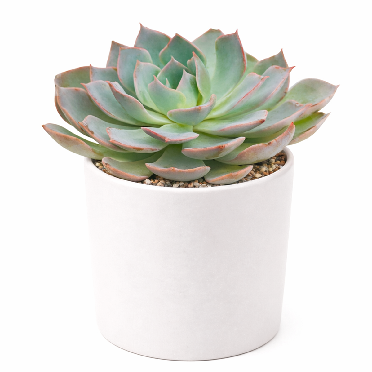canada succulents online Echeveria Canadian