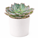 2 inch Echeveria Canadian succulent live plant, Echeveria Canadian rosette succulent plant, rare echeveria succulent variety