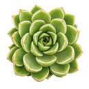 buy echeveria 'chico' live succulent 2 inch online, compact rosette blue-green leaves pink edges, modern container desk decoration thoughtful gift