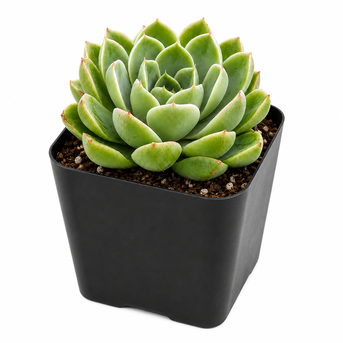 Echeveria 'Chico'