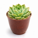 buy echeveria 'chico' live succulent 2 inch online, compact rosette blue-green leaves pink edges, modern container desk decoration thoughtful gift