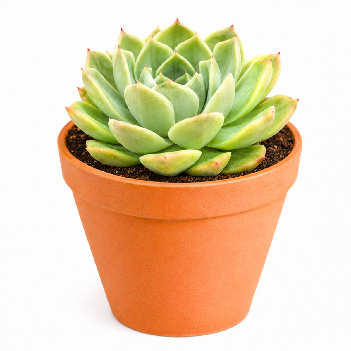Echeveria 'Chico'