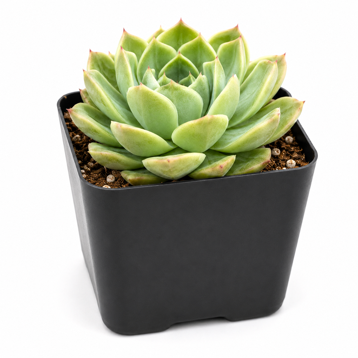 Echeveria 'Chico'
