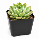 buy echeveria 'chico' live succulent 2 inch online, compact rosette blue-green leaves pink edges, modern container desk decoration thoughtful gift