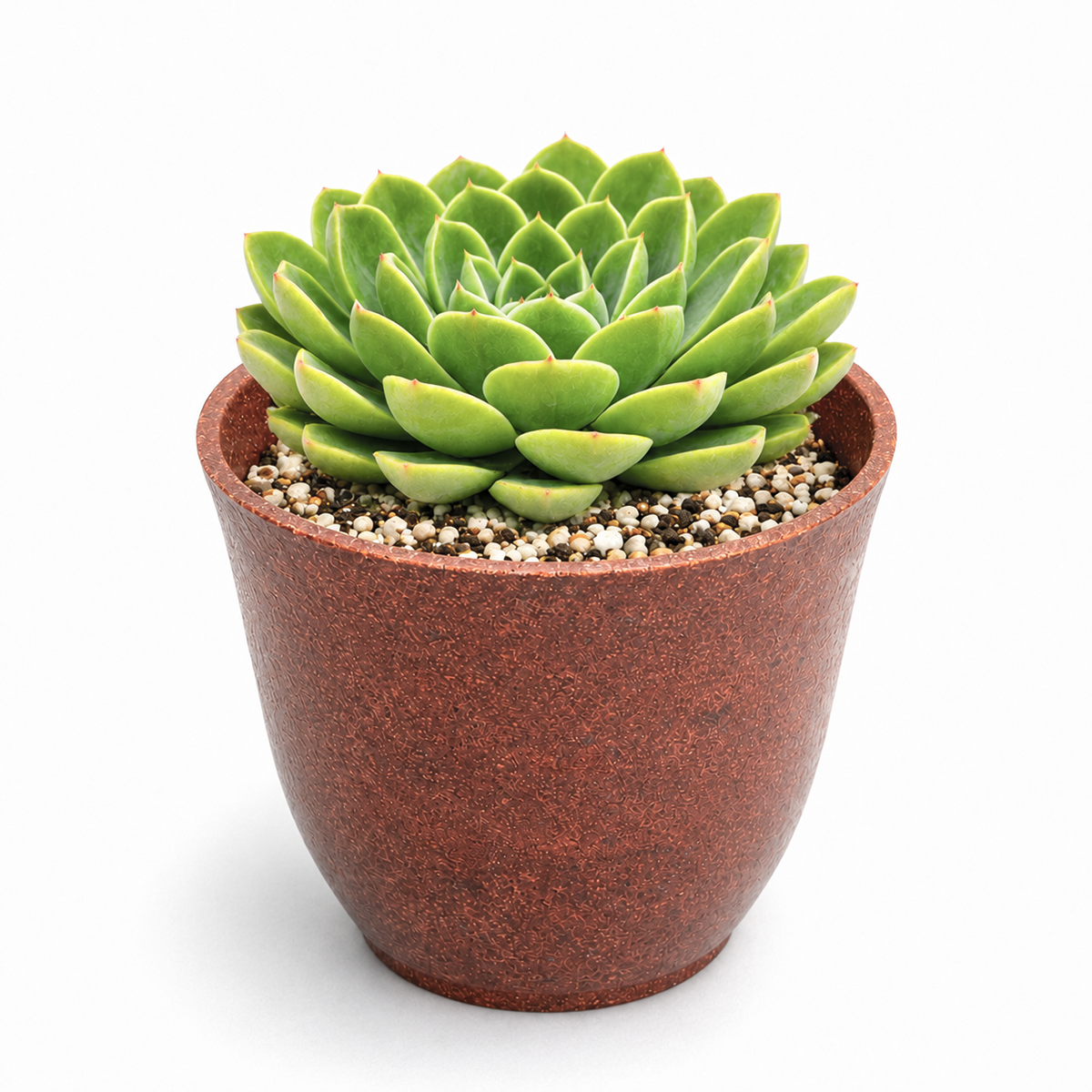Echeveria 'Chico'