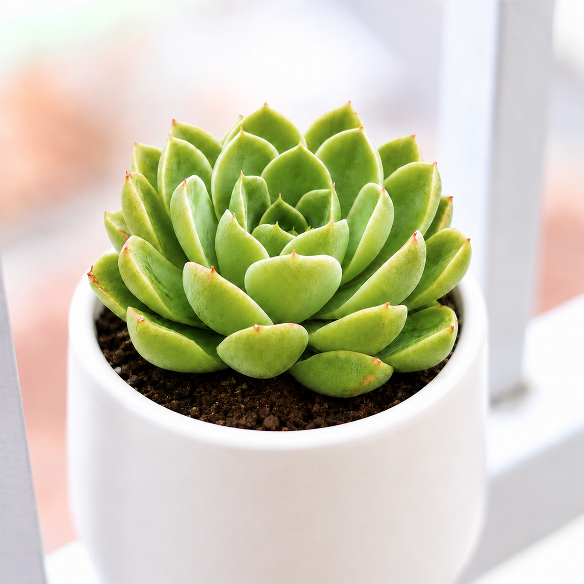Echeveria 'Chico'