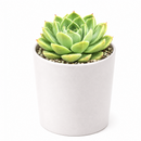 buy echeveria 'chico' live succulent 2 inch online, compact rosette blue-green leaves pink edges, modern container desk decoration thoughtful gift