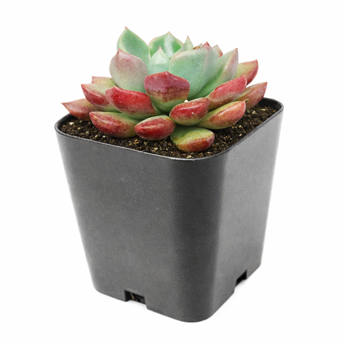 Echeveria 'Goochie'