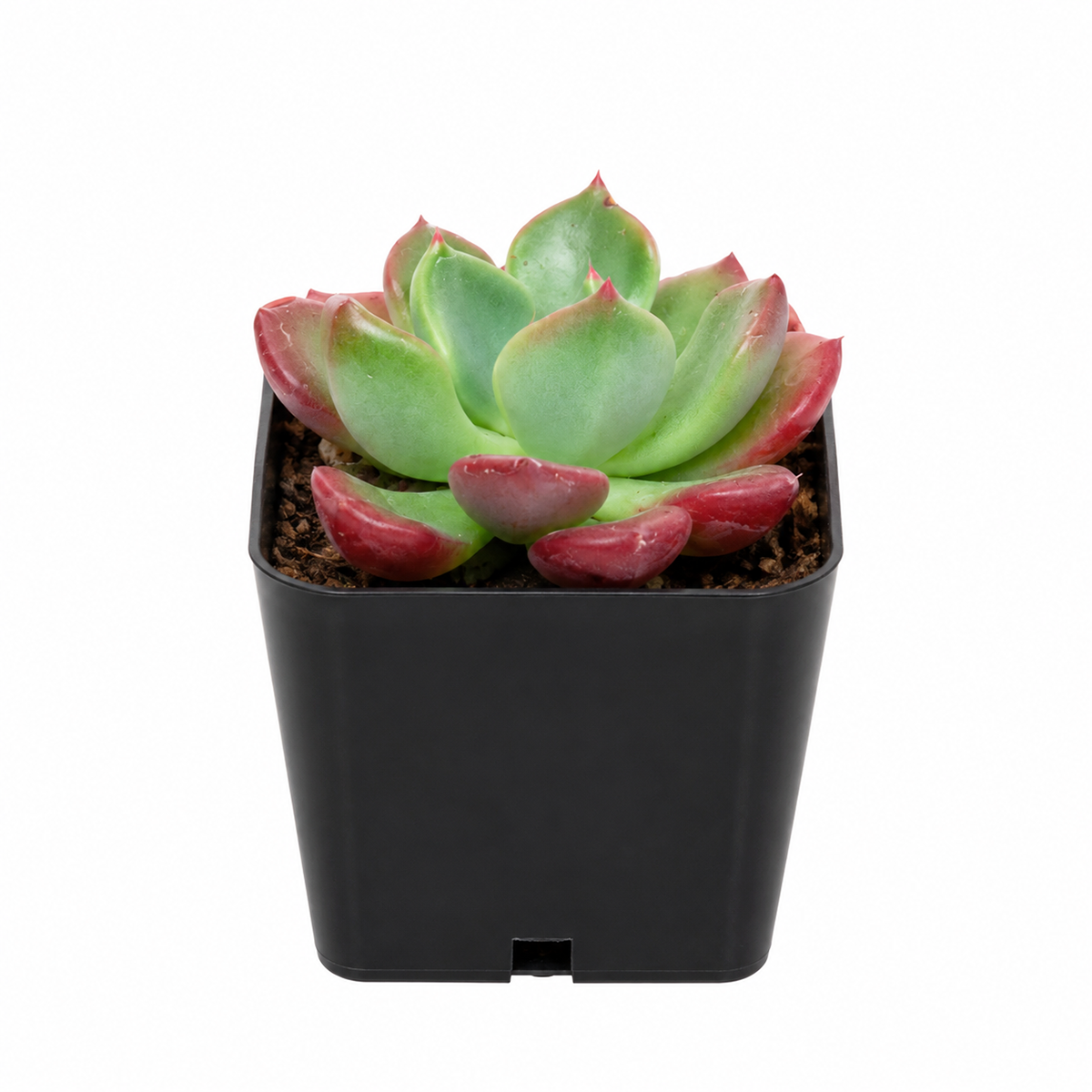 Echeveria 'Goochie'