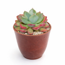 buy Echeveria 'Goochie' live succulent 2 inch online, blue green leaves, upright folded form, red margins, architectural decor, collector gift