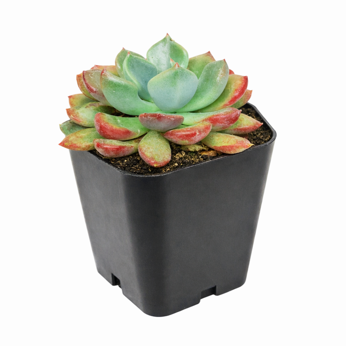 Echeveria 'Goochie'