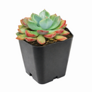buy Echeveria 'Goochie' live succulent 2 inch online, blue green leaves, upright folded form, red margins, architectural decor, collector gift