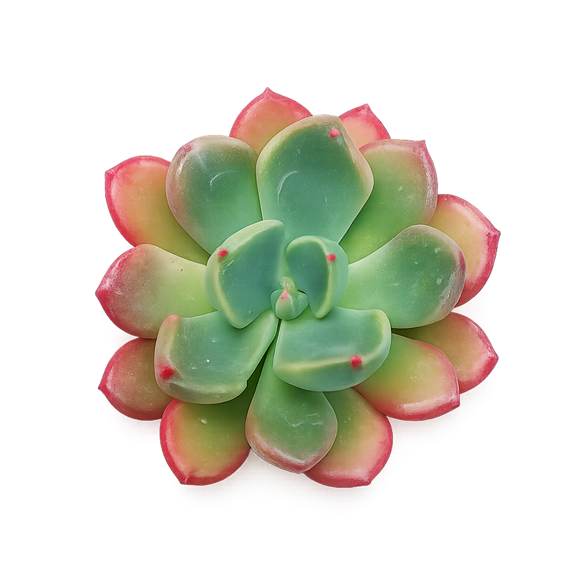 Echeveria 'Goochie'