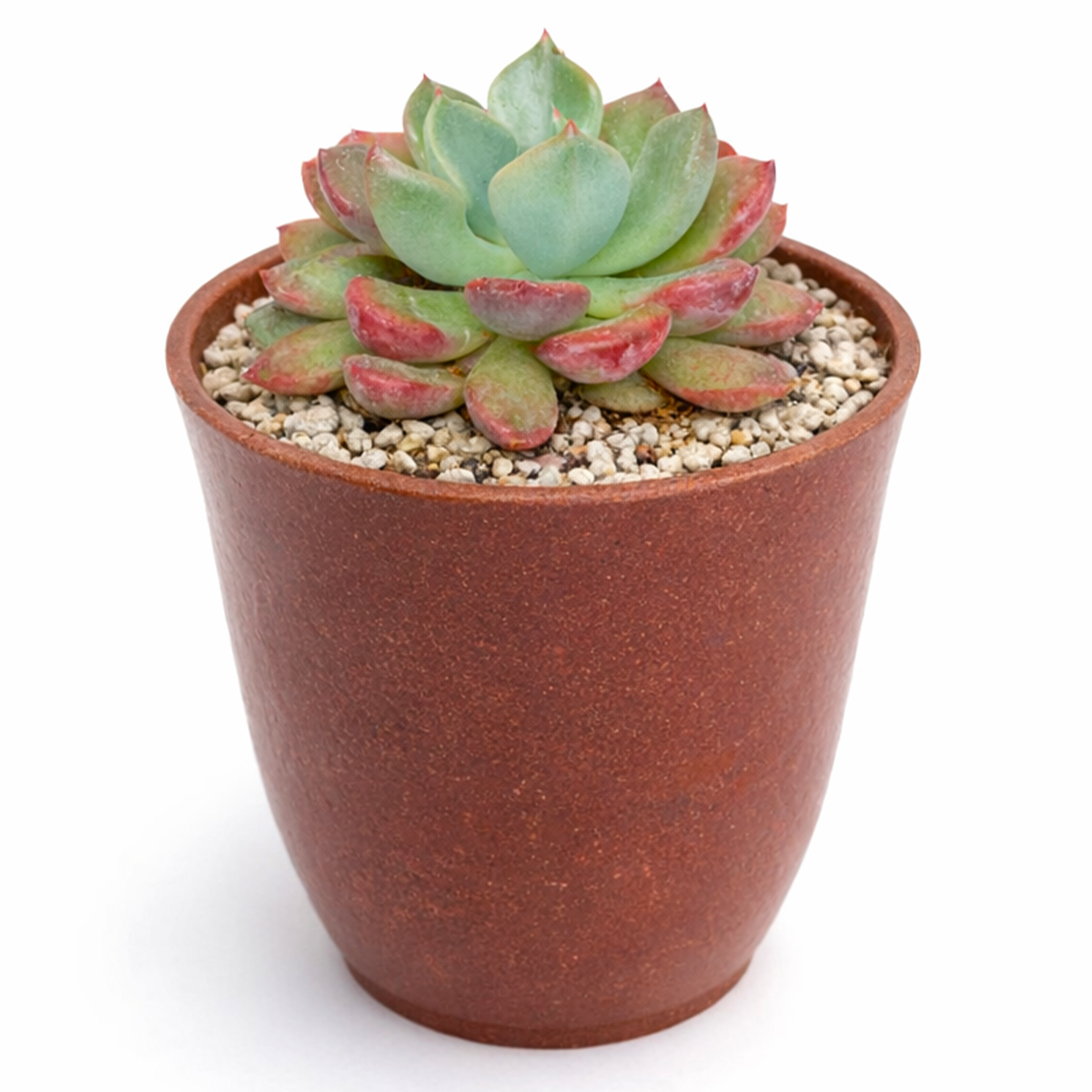 Echeveria 'Goochie'