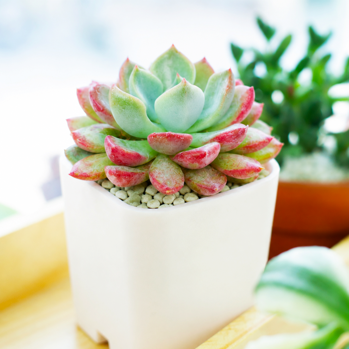Echeveria 'Goochie'