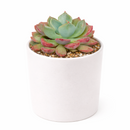 buy Echeveria 'Goochie' live succulent 2 inch online, blue green leaves, upright folded form, red margins, architectural decor, collector gift