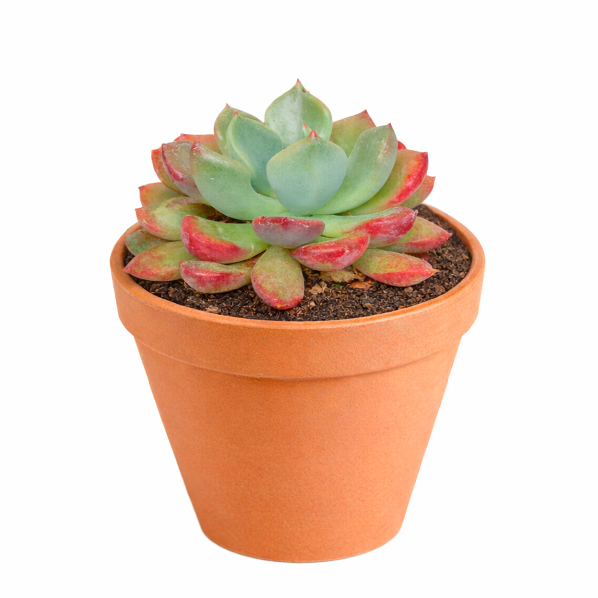 Echeveria 'Goochie'