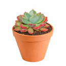 buy Echeveria 'Goochie' live succulent 2 inch online, blue green leaves, upright folded form, red margins, architectural decor, collector gift