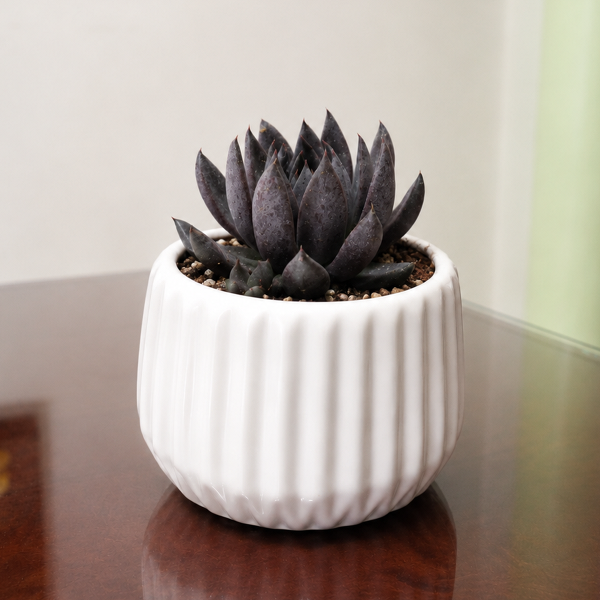 2 inch Echeveria 'Gothika' for sale, ornamental rosette succulent for home and garden, drought tolerant succulent houseplant, low maintenance succulent plant, decorative potted echeveria, collectible echeveria variety, elegant symmetrical rosette succulent