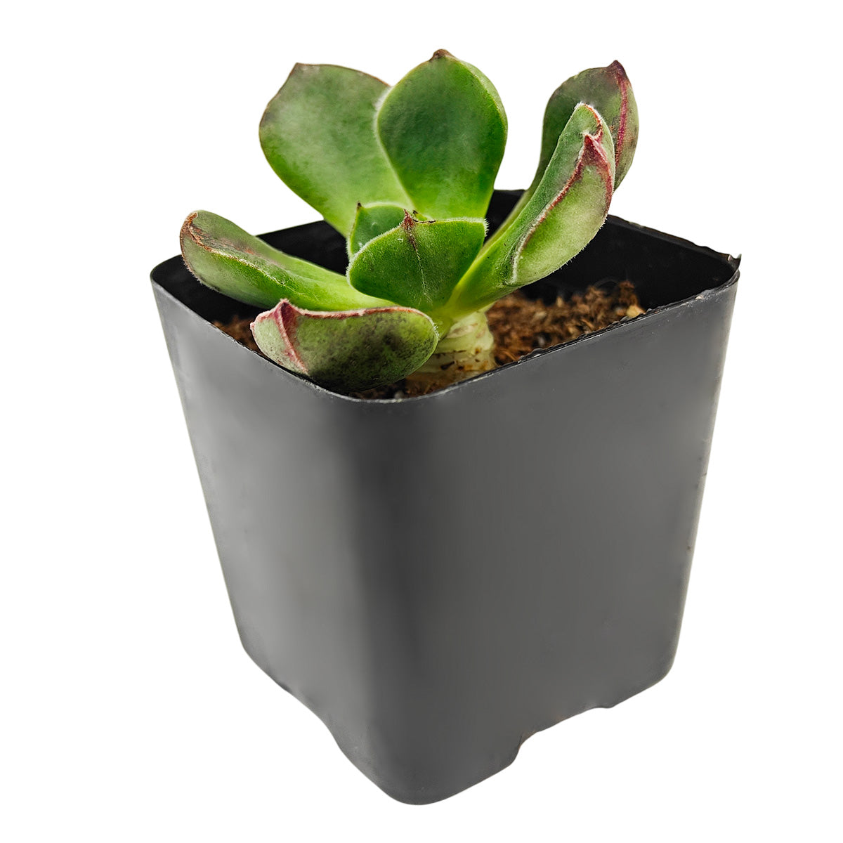 echeveria joan daniel 2 inch live succulent plant for sale, echeveria joan daniel pastel tones aesthetic plant, echeveria joan daniel compact rosette shape plant