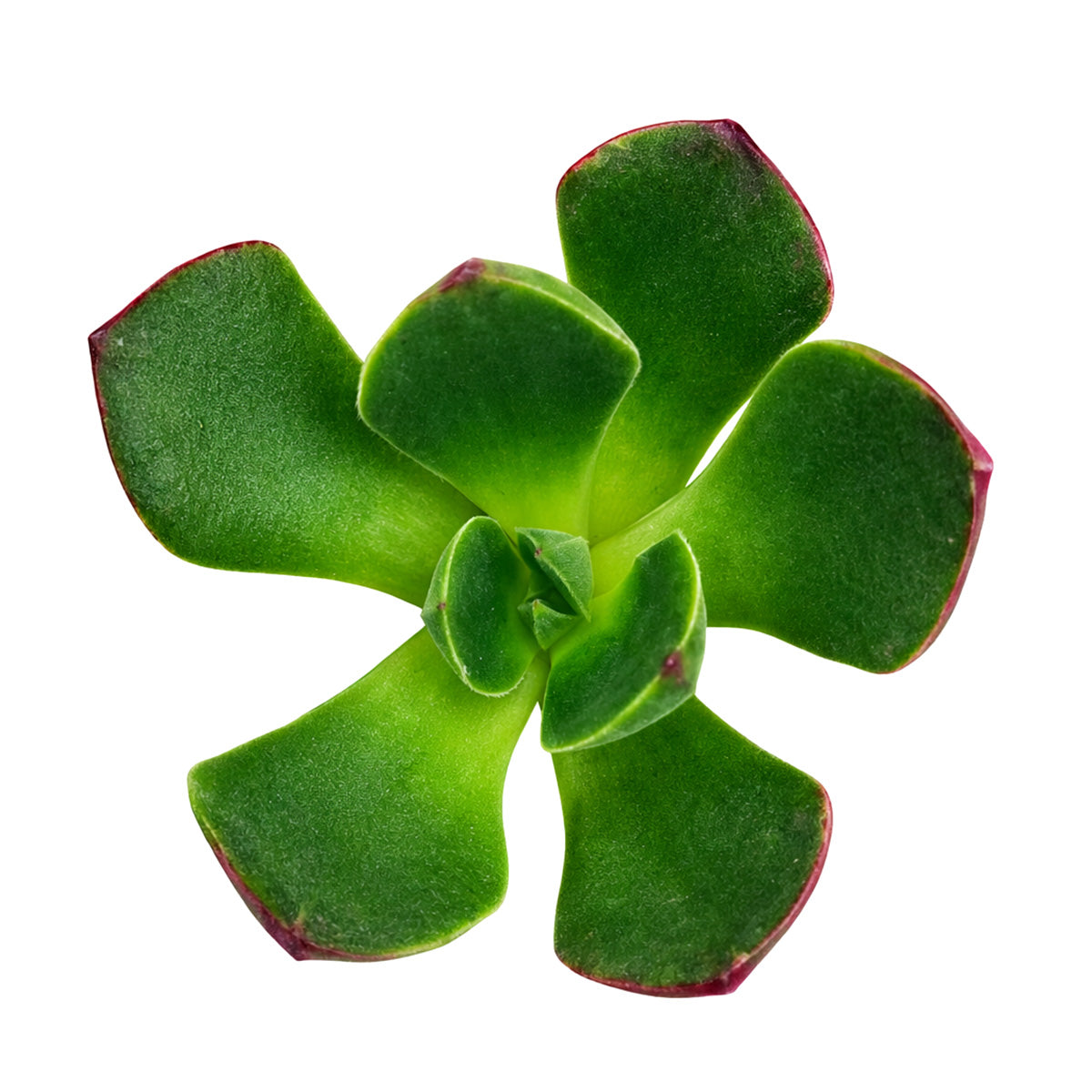 buy 2 inch echeveria joan daniel succulent online indoor plant, unique echeveria joan daniel hybrid succulent plant, decorative echeveria joan daniel for modern homes