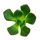 2 inch Echeveria Joan Daniel, green succulents, indoor succulents, succulent care guide, buy succulents online